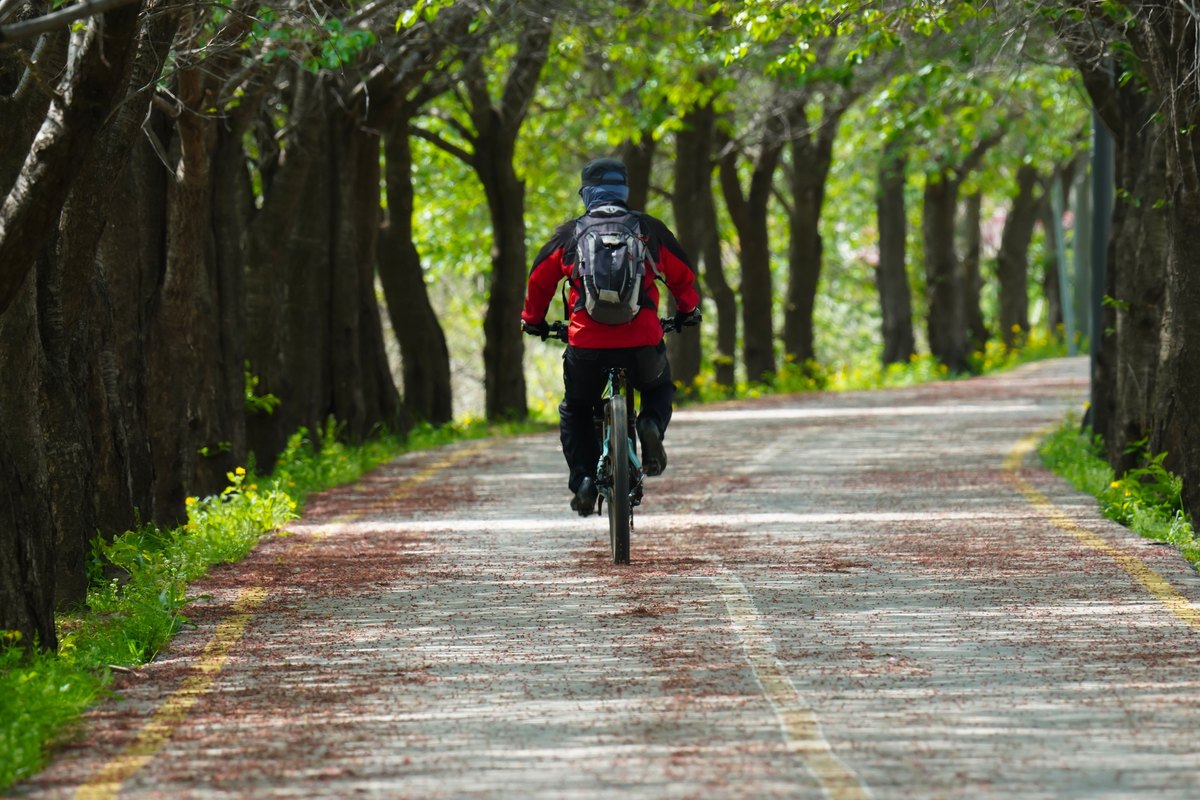 Cyclist in a red jacket riding a tree-lined path