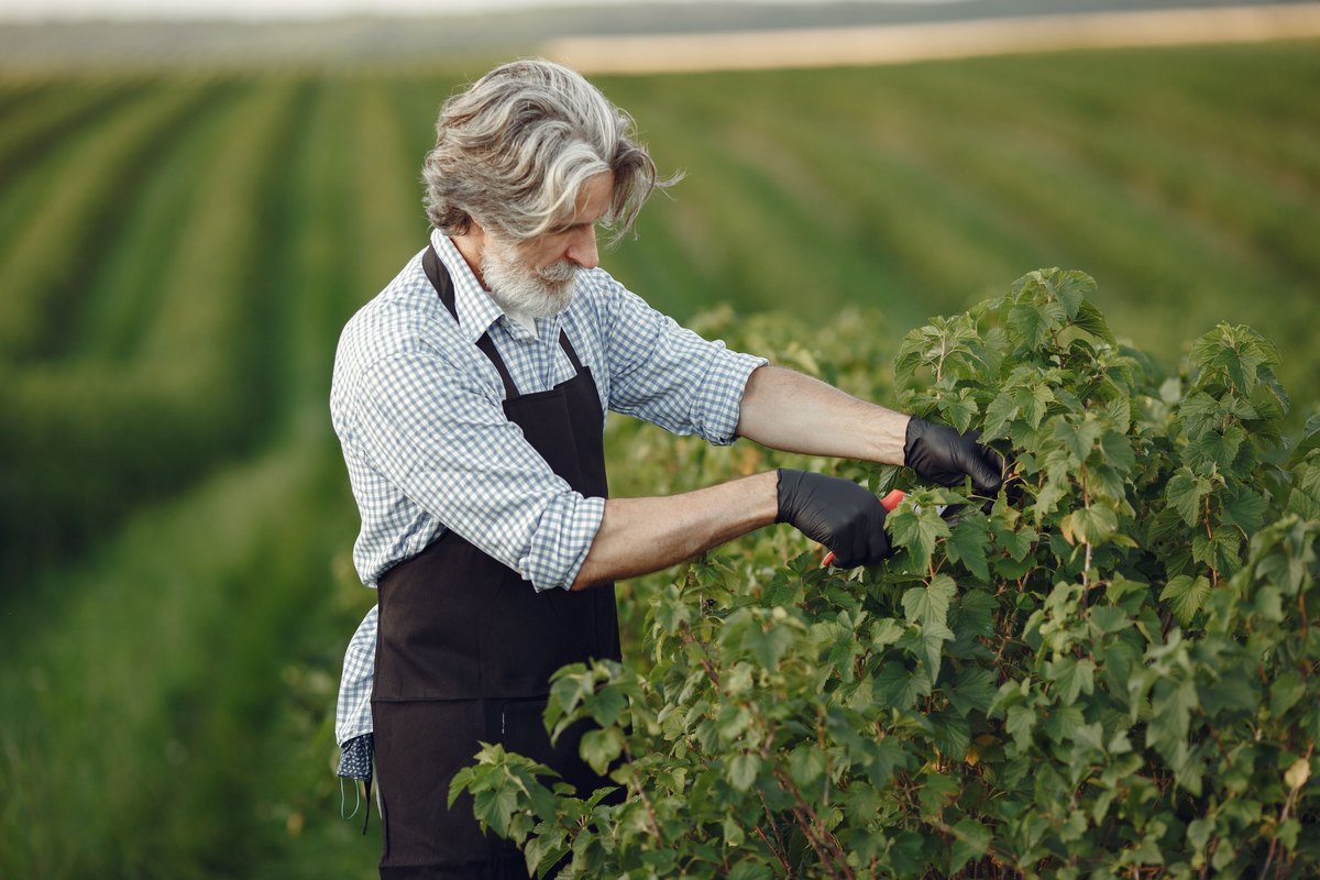 Bearded man in an apron pruning a leafy bush with shears